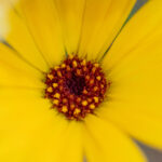Summer Flower Now Available For Kids