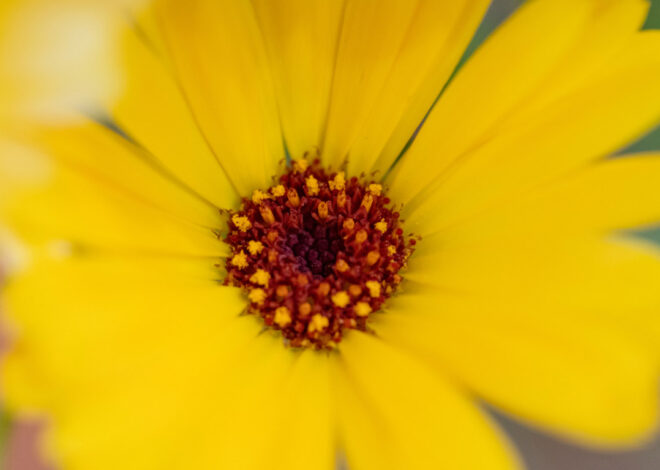 Summer Flower Now Available For Kids