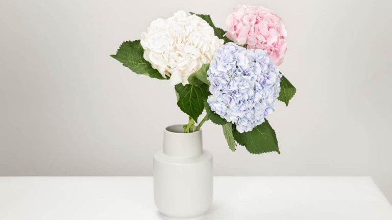 Three White, Blue, and Pink Petaled Flowers