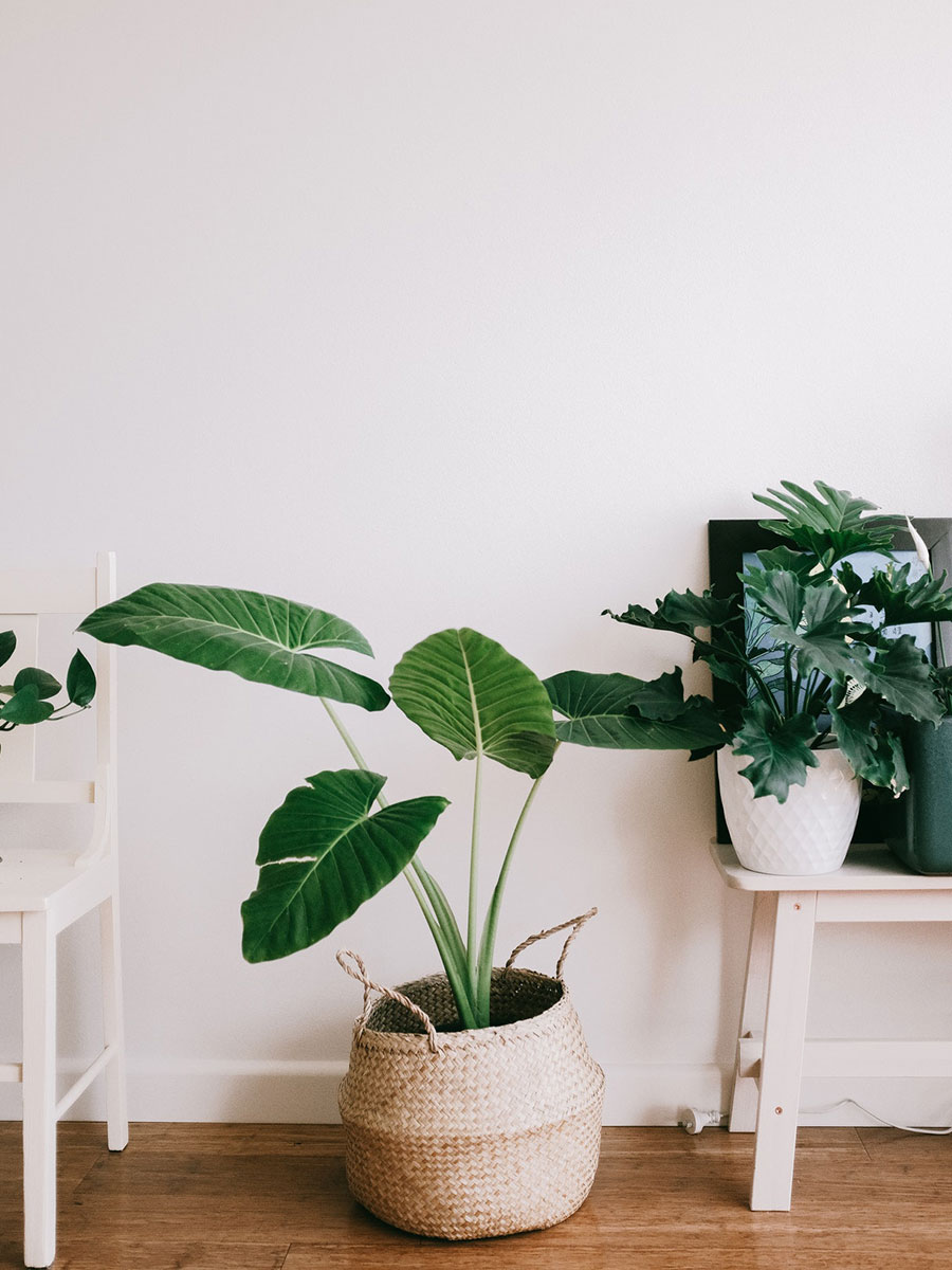 indoor house plants download